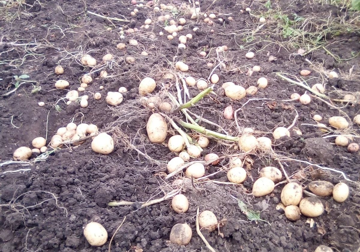 В Елабужском районе опробовали новый сорт картофеля