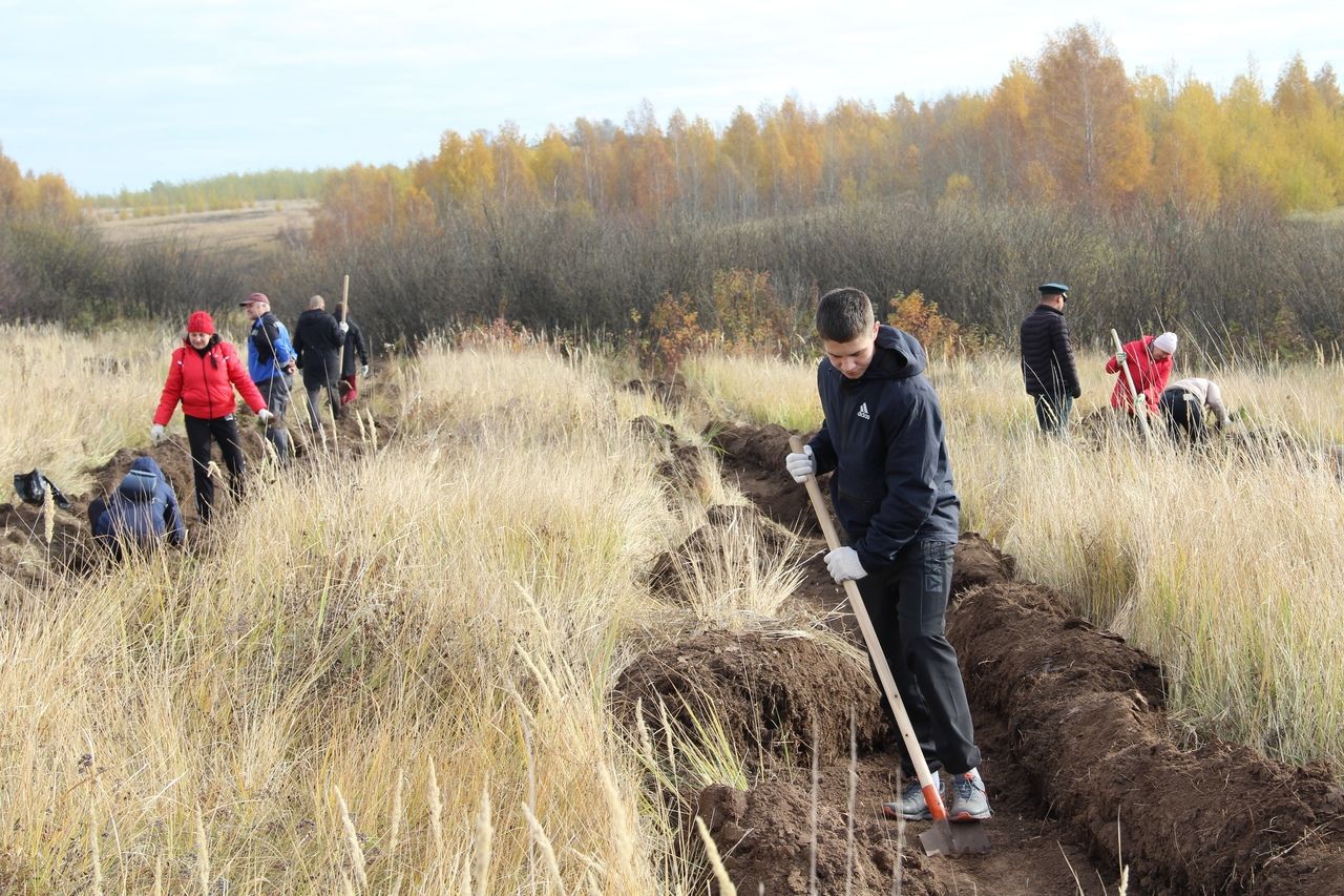 Елабужане высадили 4 тысячи сосен в рамках акции "Сохраним лес"