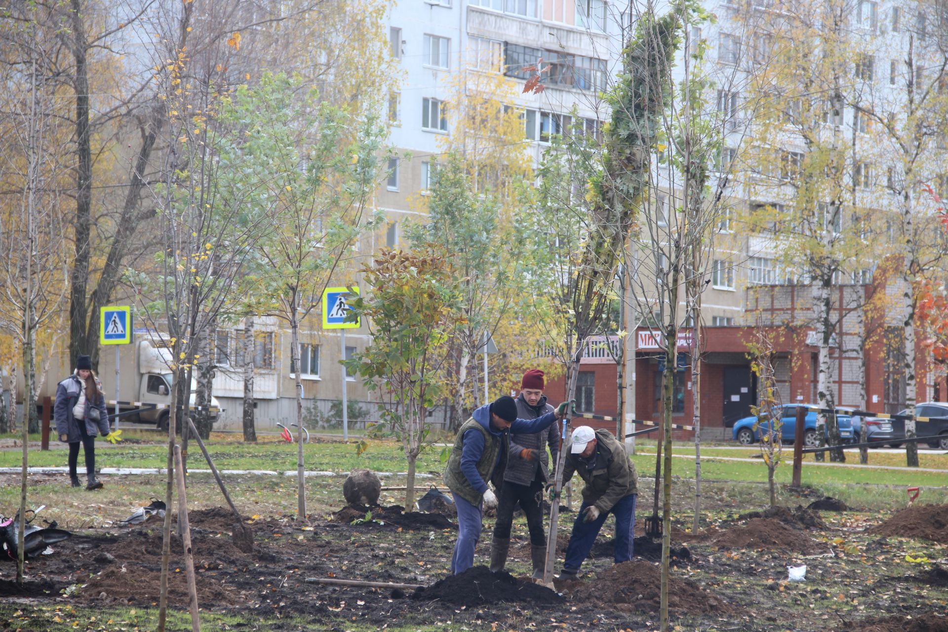 Декоративные саженцы украсят Георгиевский парк Елабуги