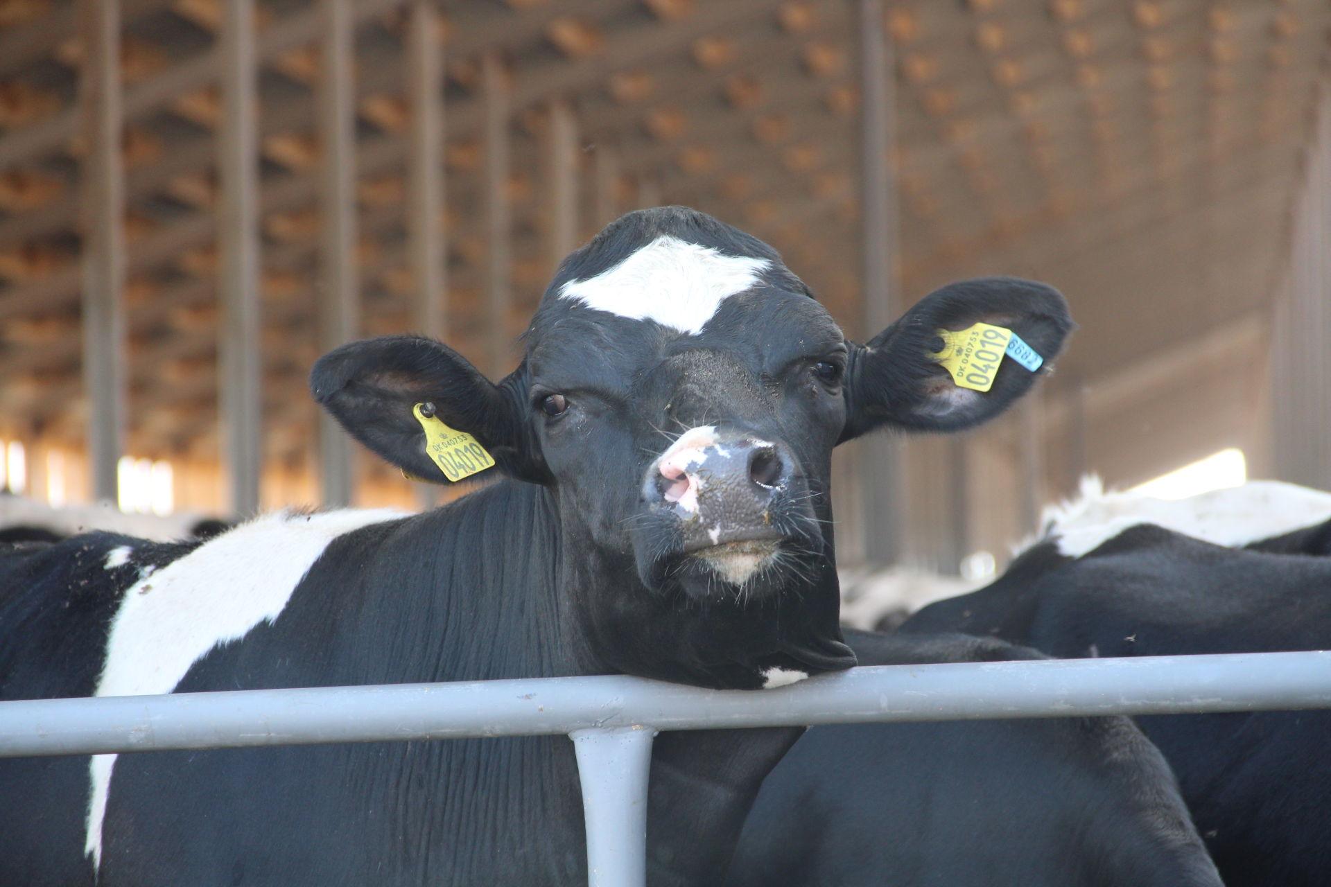 Елабужские животноводы получают ежедневно 72,2 тонны молока
