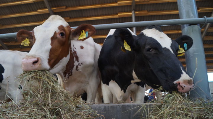 В Елабужском районе подвели итоги работы животноводов за первое полугодие текущего года