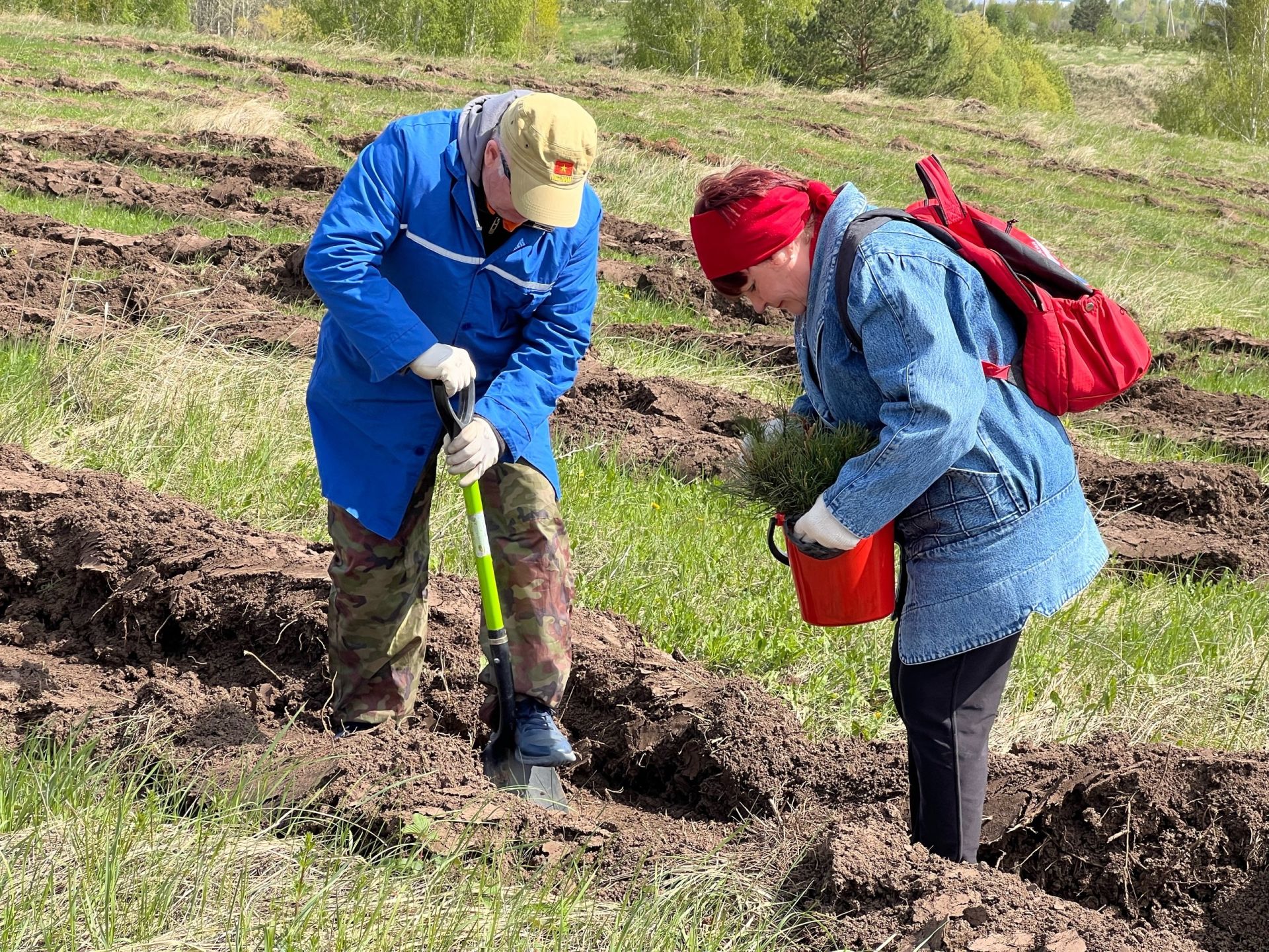 Елабужане в рамках акции «Сад памяти» посадили около 4 тысяч саженцев сосны