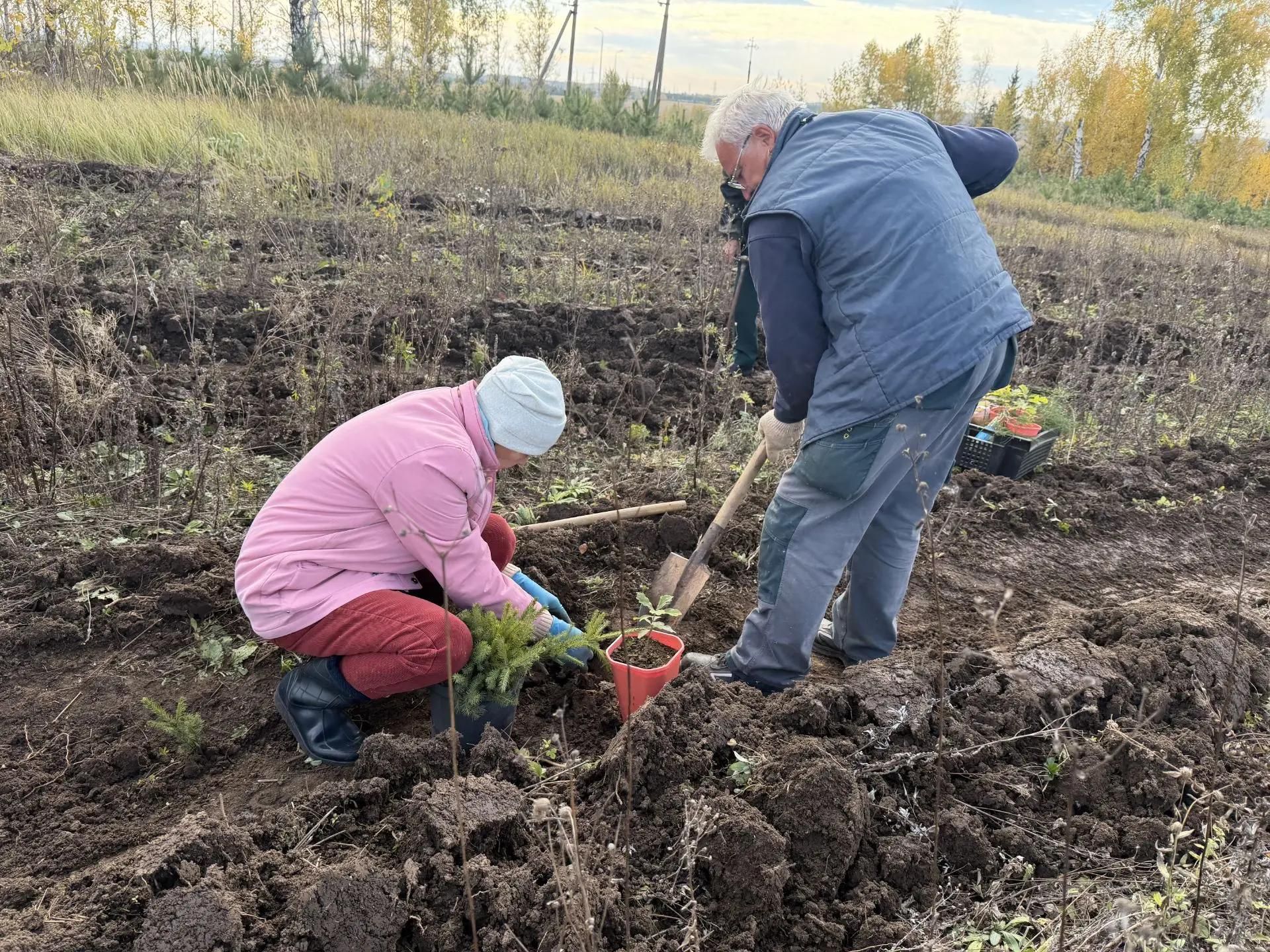 В Елабужском районе высадили более двух тысяч молодых елей