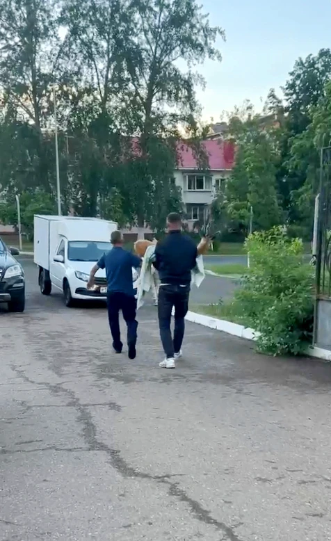 Волонтеры рассказали, как в Елабуге спасали испуганную косулю