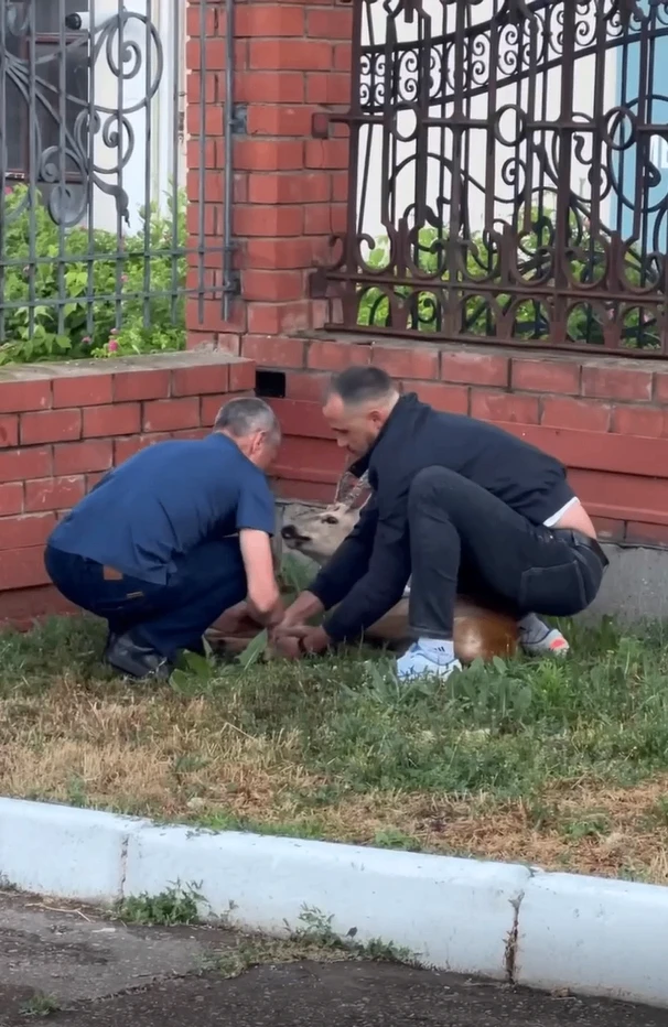 Волонтеры рассказали, как в Елабуге спасали испуганную косулю