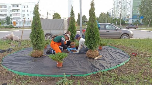 В Елабуге высаживают можжевельники и туи