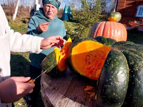 Елабужане вырастили 30-ти килограммовую тыкву