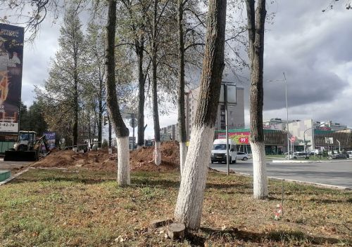 900 деревьев и кустарников высадят в Елабуге