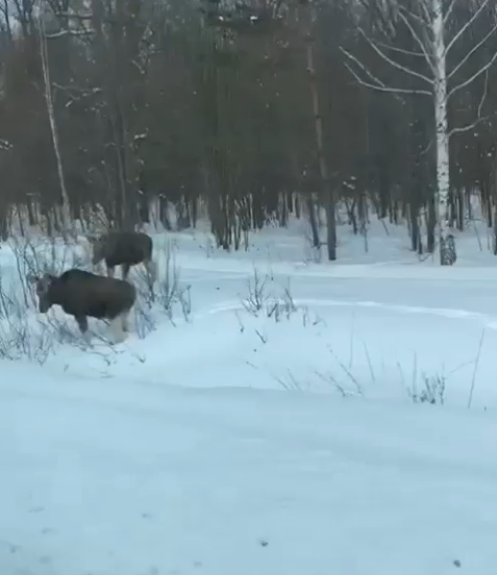 Красоту дикой природы Елабужского района заснял Рустем Нуриев
