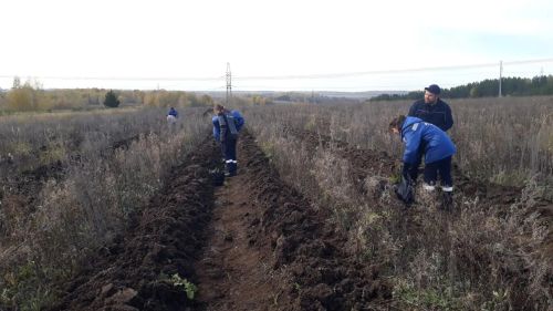 В Елабужском районе высадили более двух тысяч молодых елей