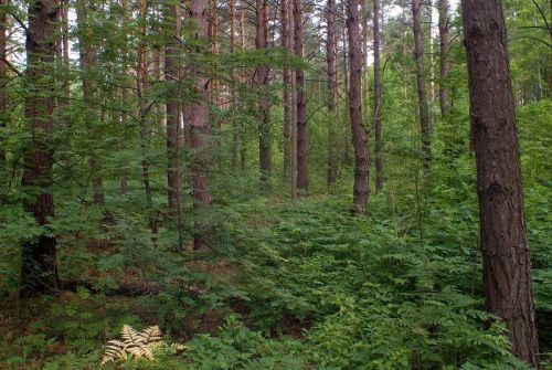 В национальном парке «Нижняя Кама» объявлен пожароопасный сезон