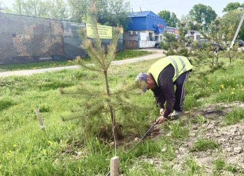 Круглосуточный капельный полив обеспечит водой городские растения и деревья в Елабуге