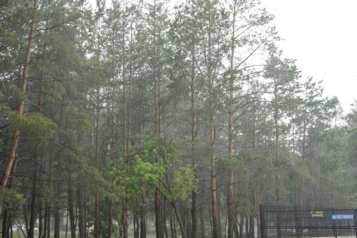 В Татарстане дерево насмерть придавило мужчину