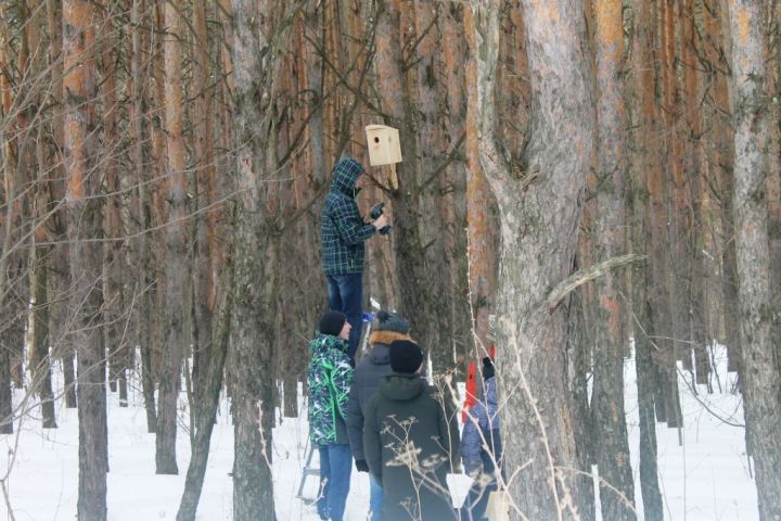 В Елабуге готовятся к прилету птиц