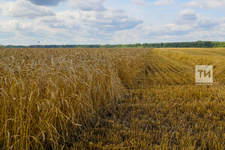 В Татарстане ситуация на рынке сельхозпродукции может резко поменяться