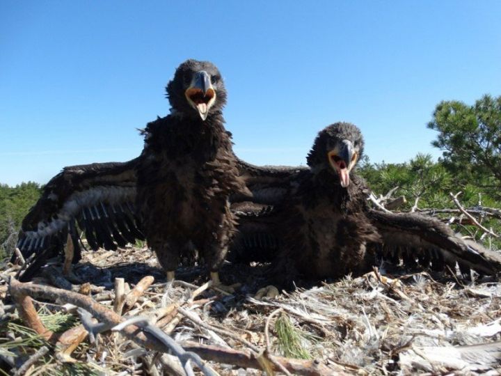 Орнитолог нацпарка "Нижняя Кама" показал птенцов орлана-белохвоста