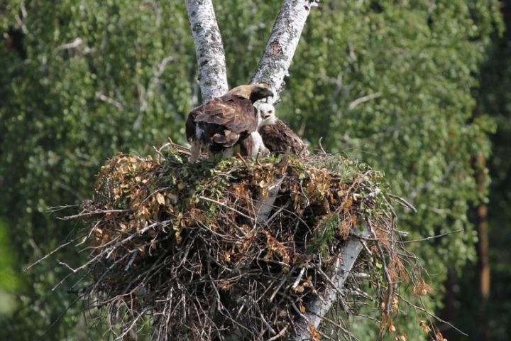 В Елабужском районе  обнаружено новое гнездо солнечного орла