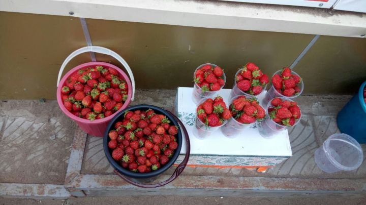 Нужно ли мыть ягоды со своего огорода?