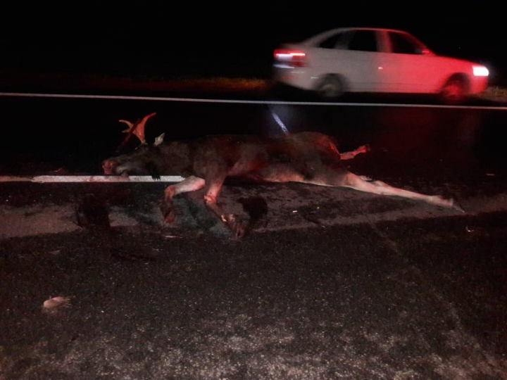 На трассе в Елабужском районе сбили лося