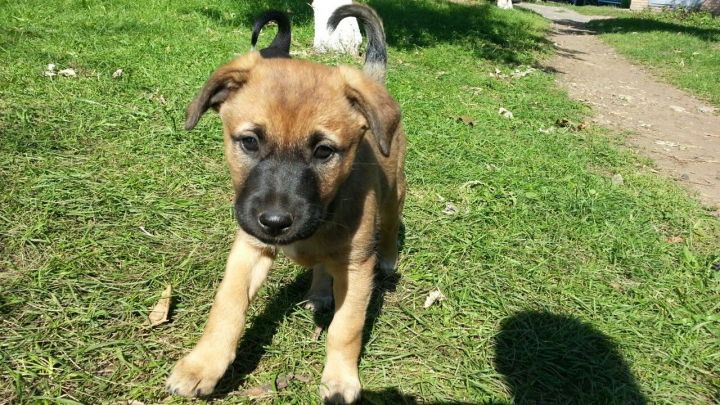 В Набережных Челнах работники кафе убили собаку и живьем закопали щенков