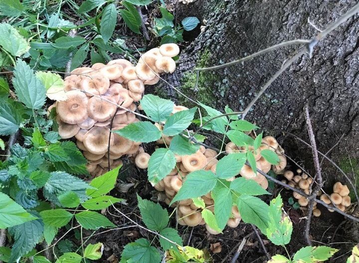 Елабужане делятся секретами: как сушить грибы и как сохранить хрен