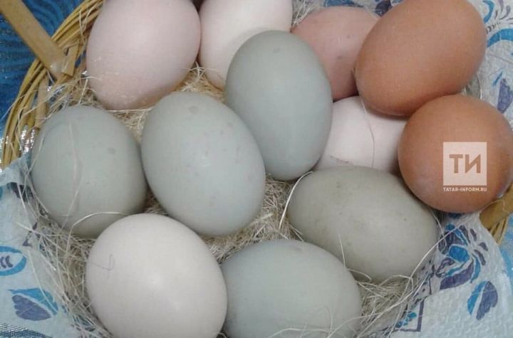В Татарстане курица начала нести яйца зеленого цвета