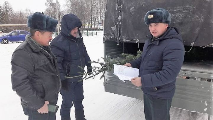В Татарстане в рамках операции «Ель» выявлено 17 фактов незаконной рубки хвойных деревьев