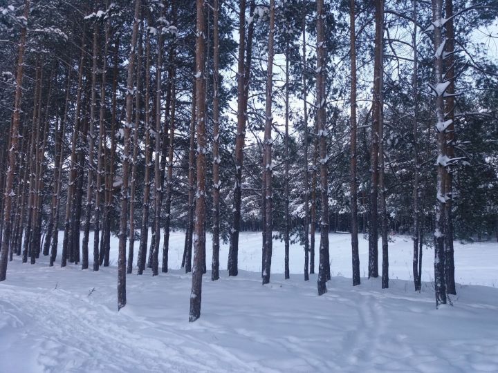 В Татарстане в лесу нашли мужчину-инвалида, которого искали два дня