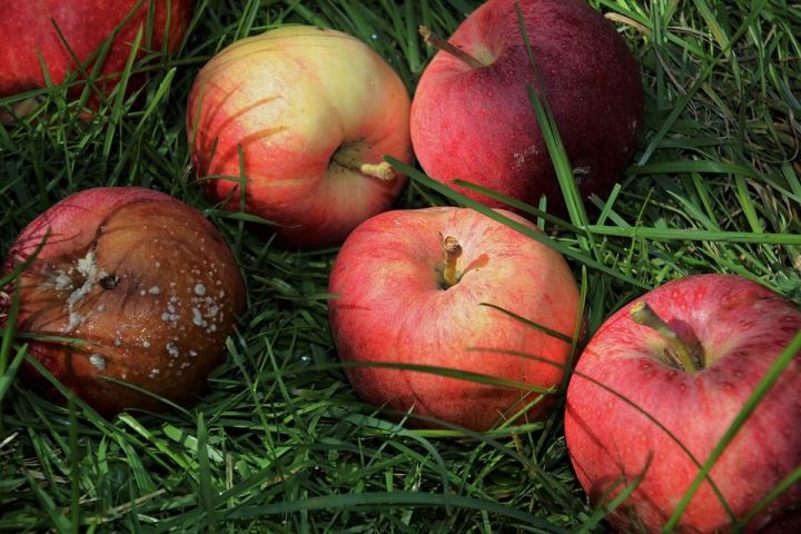 Можно оставлять яблоки гнить на земле?