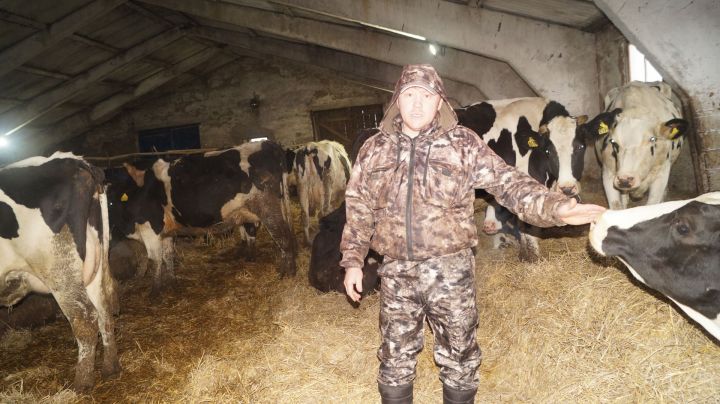 Елабужский фермер за короткие сроки стал лидером по надою молока