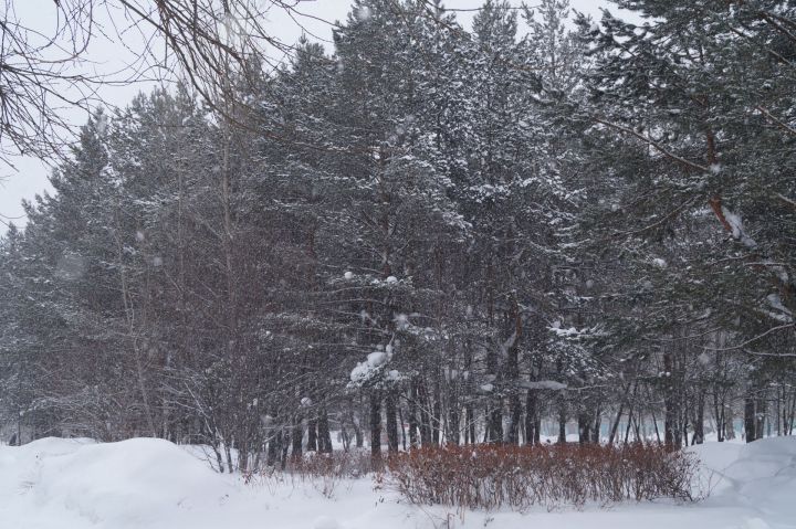 Елабугу засыпает снегом