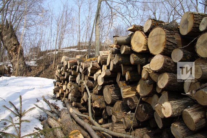 Елабужанам разрешили бесплатно собирать валежник