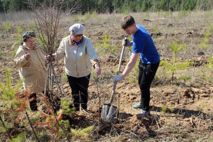 Елабуга присоединилась к акции "Чистые леса Татарстана"