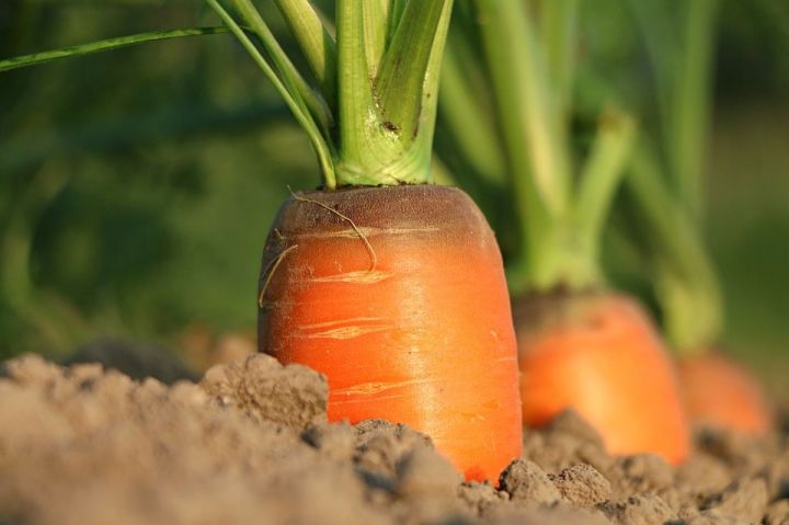 Как посадить морковь, чтобы всходы появились через 5 дней и не пришлось прореживать