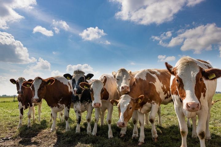 Цель: увеличение продуктивности скота