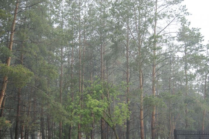 Синоптики Татарстана предупреждают о грозах, тумане и усилениях ветра