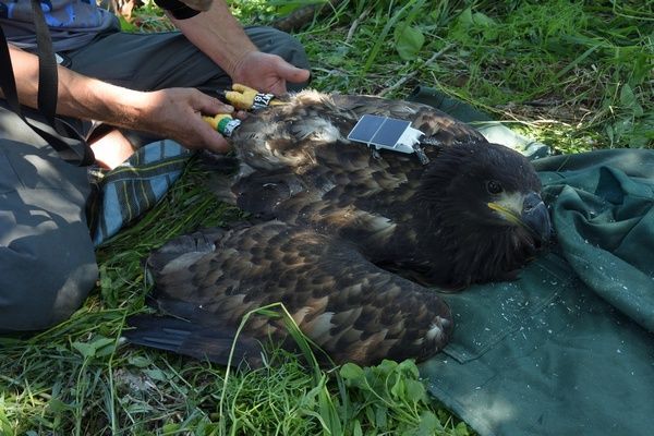 В нацпарке «Нижняя Кама» орланов-белохвостов пометили специальными трекерами