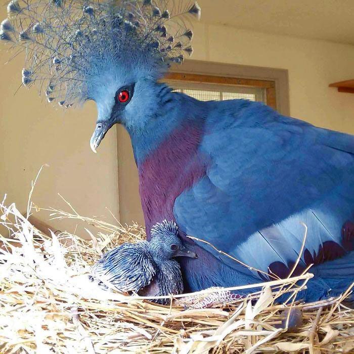 Венценосный голубь — потрясающе красивая птица, которая восхитила пользователей Сети