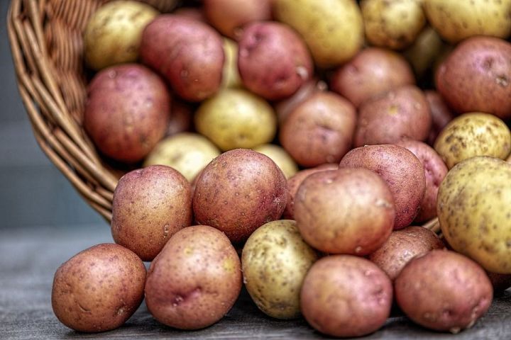 Какой картофель лучше покупать: мытый или в земле?