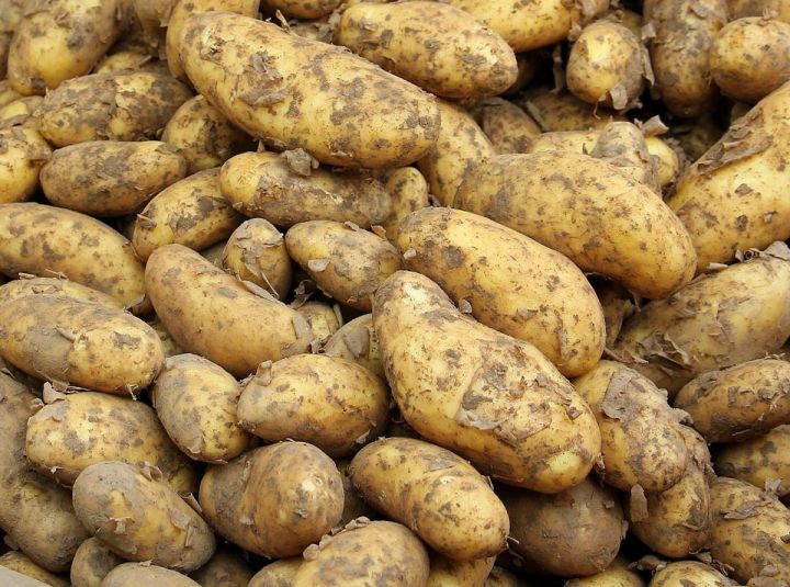 В Елабужском районе приступили к уборке картофеля