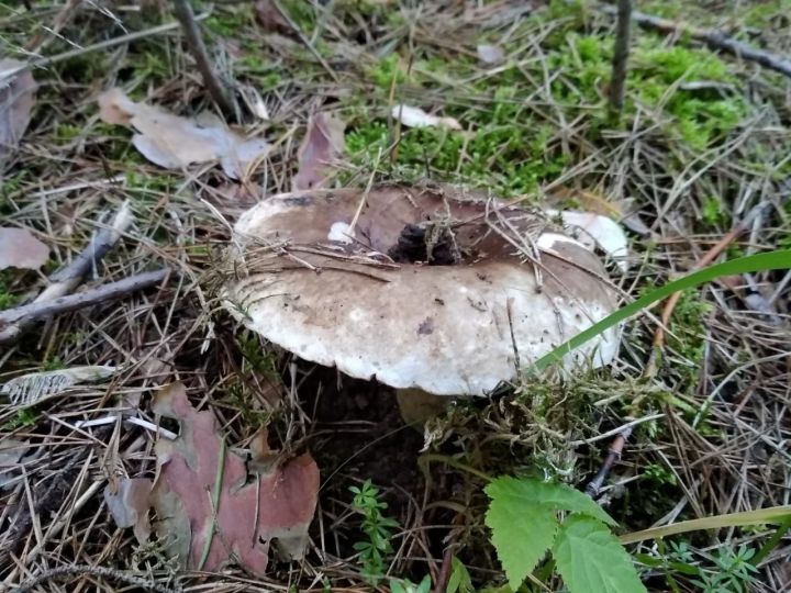 Приметы и обряды - День Макария, день Анны Холодницы