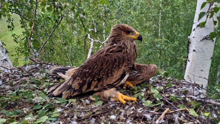 В нацпарке «Нижняя Кама» солнечные орланы свили гигантское гнездо