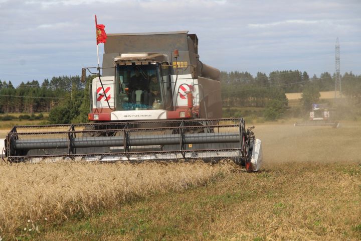 В Елабужском районе  собрано 65 тыс. тонн зерна