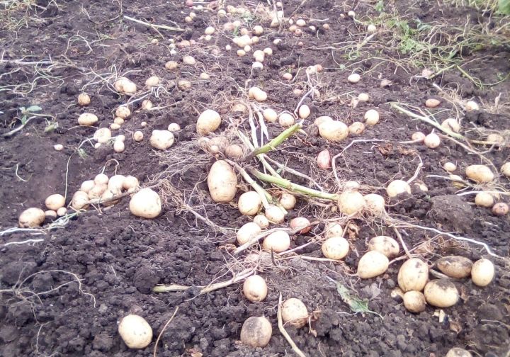В Татарстане завершили  уборку картофеля