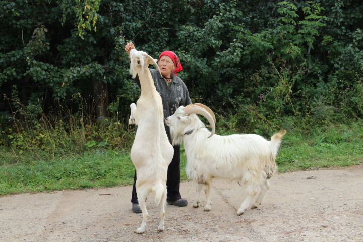 Необычная бабушка из Елабужского района дрессирует коз и пишет стихи