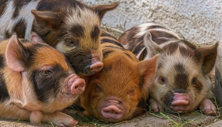 Управление Россельхознадзора по РТ предупреждает об африканской чуме свиней