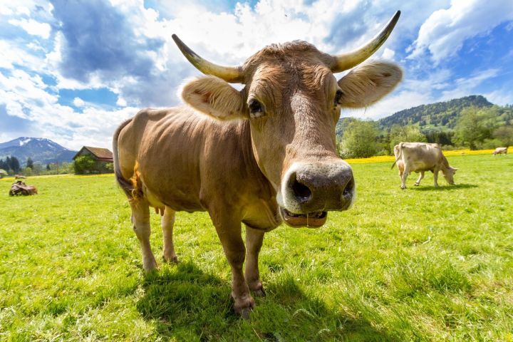 В сельских поселениях Елабуги уменьшилось поголовье скота