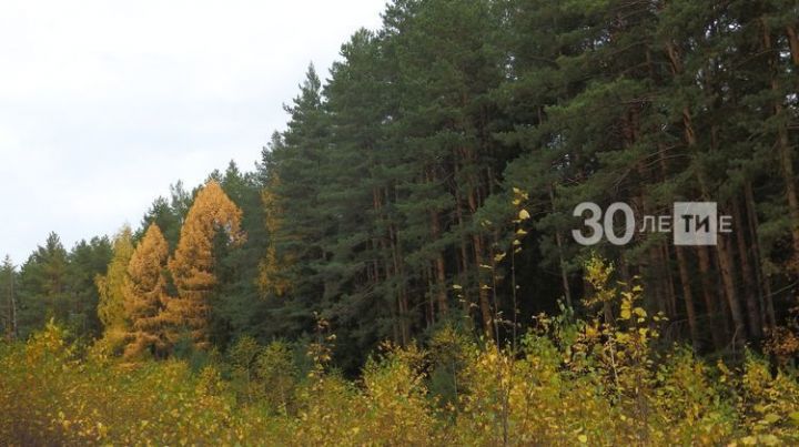 В России восстановлено более 2,5 тыс леса