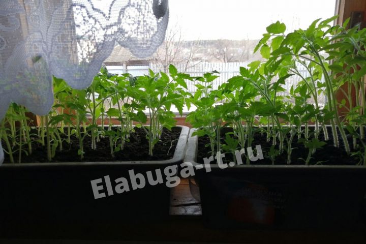 Елабужская огородница раскрыла секрет выращивания рассады
