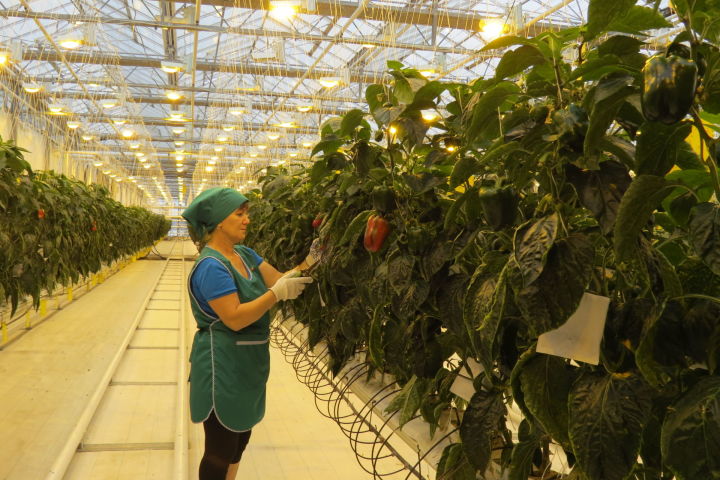Минсельхозпрод РТ поздравляет работников агропромышленного комплекса со 100-летием ТАССР